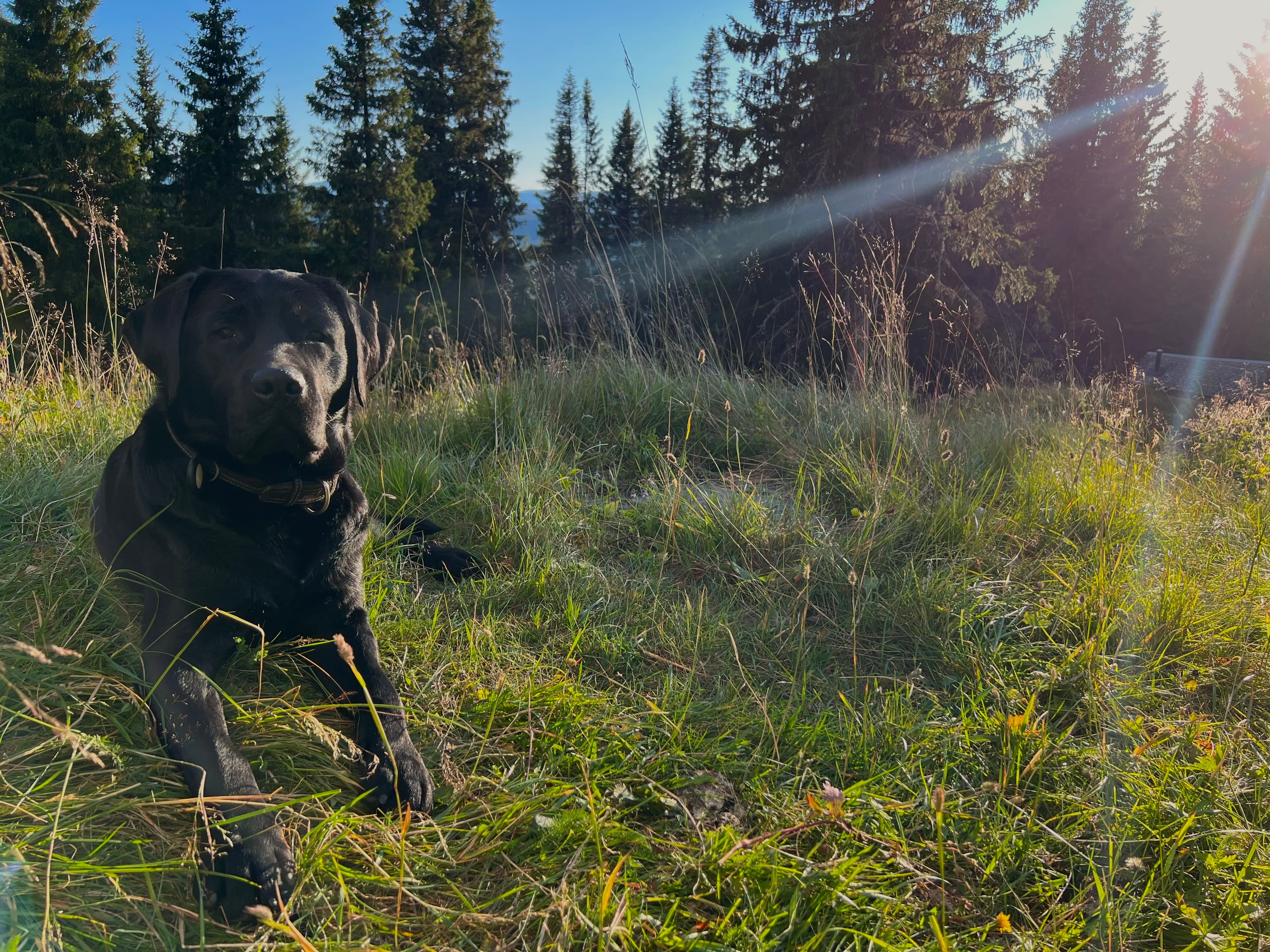 Black labrador looking loyally at the handler