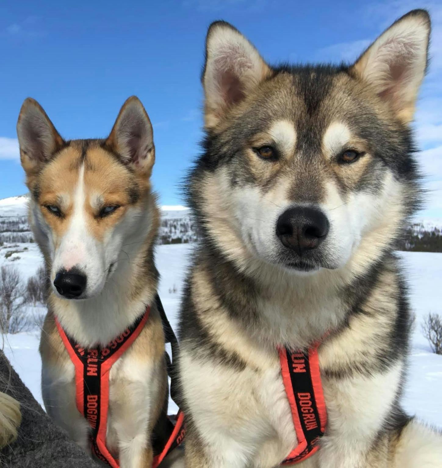 Closeup of two majestic huskies against a snowy backdrop